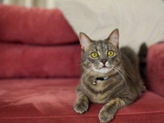 Кот подружился с милым шарпеем и покорил Instagram (ФОТО)