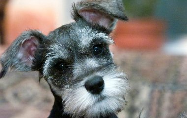 7 сторожових собак для життя в місті: ветеринари назвали найкращі породи