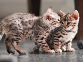 Сеть рассмешил котенок, который спит как человек (ФОТО)