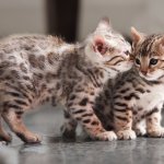 Сеть рассмешил котенок, который спит как человек (ФОТО)