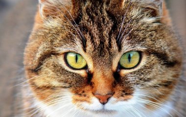 Кот, которого посадили на диету, придумал способ выпрашивать еду