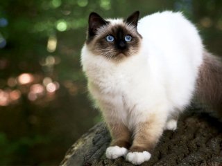 Кошка получила работу в банке и научилась вылезать через узкое окошко (ФОТО)