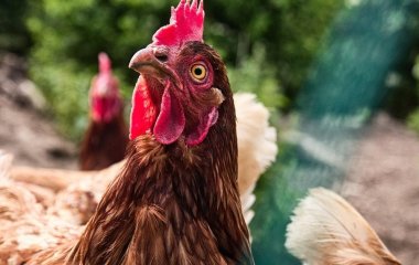 Скільки років кури можуть нести яйця: експерти пояснили, від чого це залежить, та чи можна подовжити