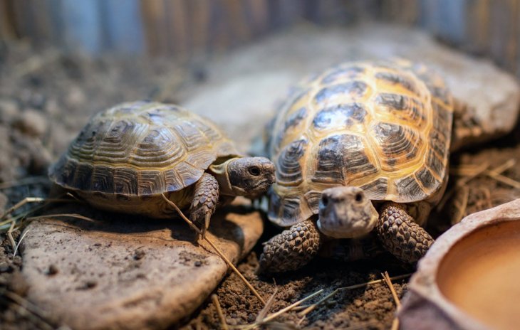 Черепаху с больными суставами подарили импровизированный скейтборд (ВИДЕО)