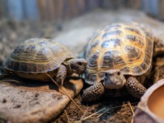 Черепаху с больными суставами подарили импровизированный скейтборд (ВИДЕО)