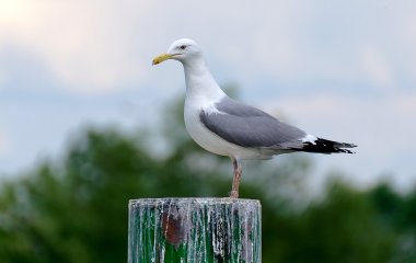 Прожорливая чайка стала новой звездой Сетей (ВИДЕО)