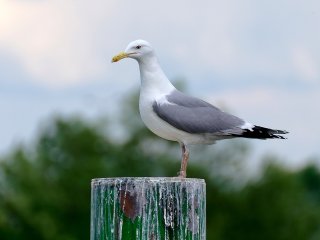 Прожорливая чайка стала новой звездой Сетей (ВИДЕО)