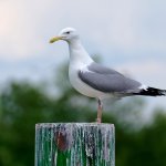 Прожорливая чайка стала новой звездой Сетей (ВИДЕО)