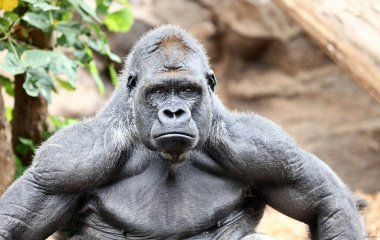 Сети насмешила спор горилл из-за дождя (ФОТО)