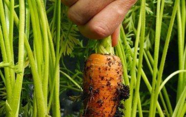 Як сіяти моркву за допомогою туалетного паперу без проріджування