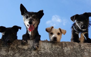 Ви здивуєтеся: скільки слів насправді розуміють собаки