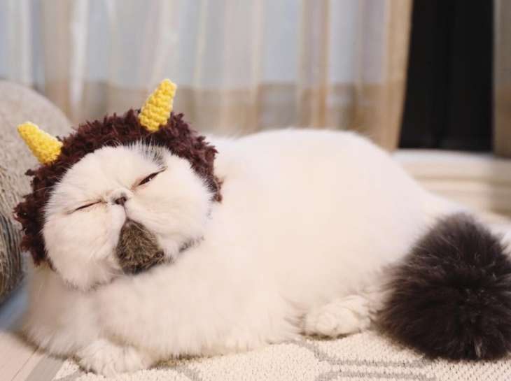Найден самый сонный кот в мире (ФОТО)