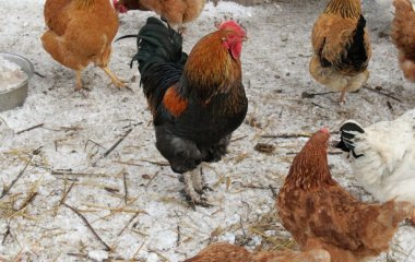 Що потрібно зробити раненько, щоб кури неслися зимою