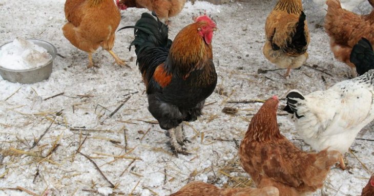 Що потрібно зробити раненько, щоб кури неслися зимою