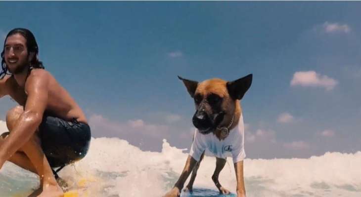 Израильский пес-серфингист прославился на весь мир (ВИДЕО)