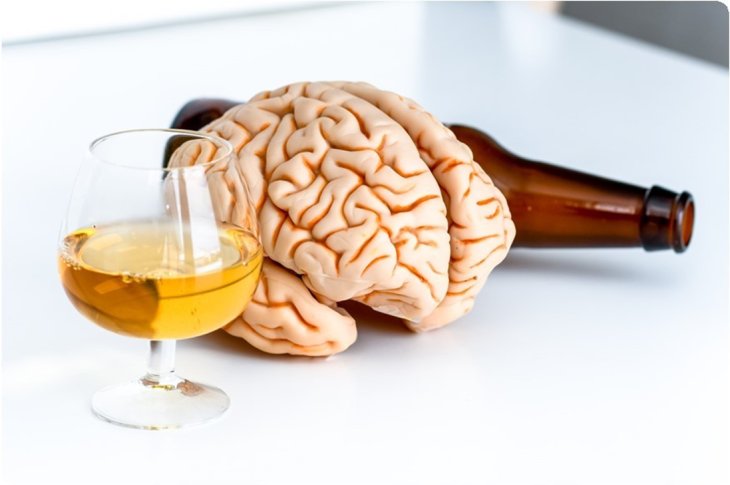 Ученые объяснили разрушительное влияние алкоголя на мозг