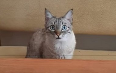 Сети насмешила мордочка кота, не желающего ждать, когда еда будет готова