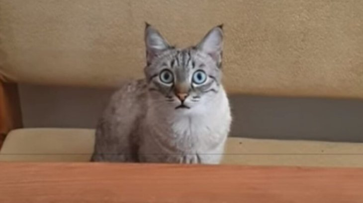 Сети насмешила мордочка кота, не желающего ждать, когда еда будет готова