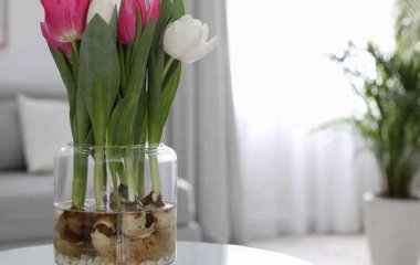 Як виростити тюльпани серед зими у воді: 5 кроків до чудового букету