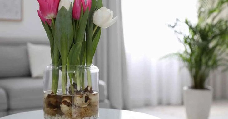 Як виростити тюльпани серед зими у воді: 5 кроків до чудового букету