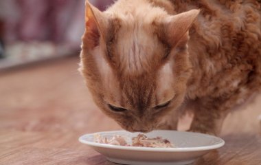 Чи можна котам давати тунець у власному соку: остаточна відповідь ветеринарів
