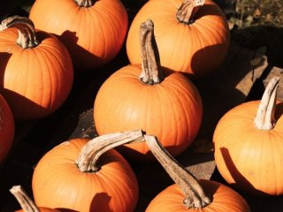 Додайте їх до раціону: 6 осінніх продуктів, які можуть допомогти зменшити запалення