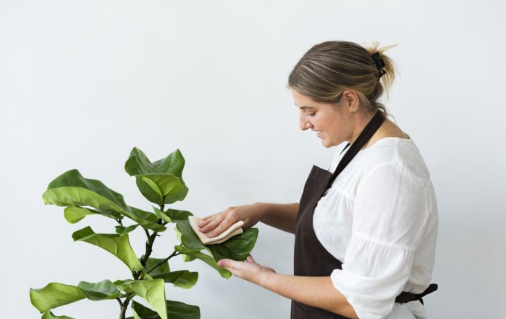 Як очистити листя кімнатних рослин від пилу та бруду: дієві способи