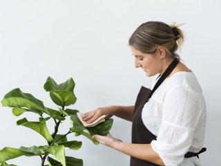 Как очистить листья комнатных растений от пыли и грязи: действенные способы