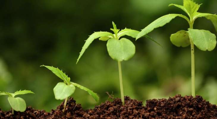 Стимуляторы роста растений: виды и применение