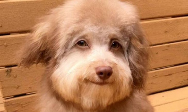 Собака з людськими очима підкорив Мережі (ФОТО)
