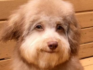 Собака с человеческими глазами покорила Сети (ФОТО)