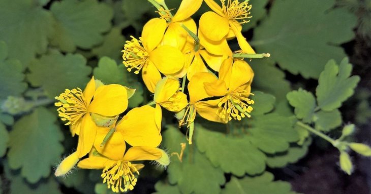 Чому не можна знищувати чистотіл на своєму городі: як його використовувати з користю