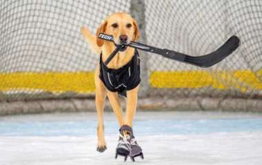 Собака научилась стоять на коньках и играть в хоккей (Видео)