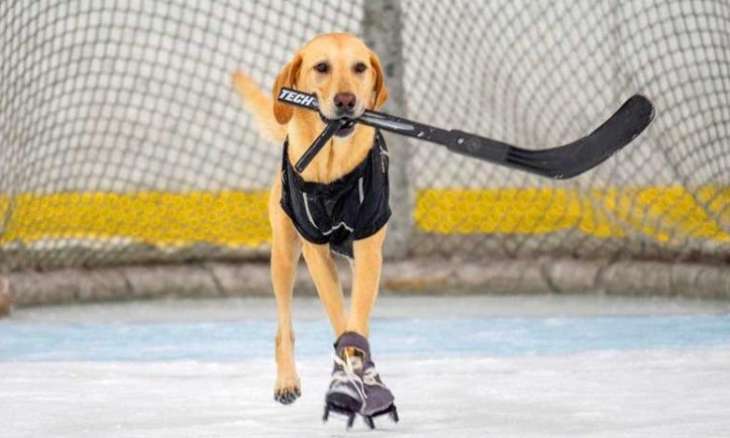 Собака научилась стоять на коньках и играть в хоккей (Видео)