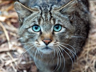 Сети повеселил кот, не умеющий прыгать (ВИДЕО)