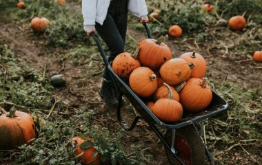 Небезпечні числа вересня — 19 та 20: що в жодному разі не можна робити на городі в ці дні й чому