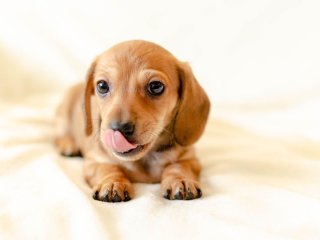 Новый хит: щенок копирует крик петуха (ВИДЕО)