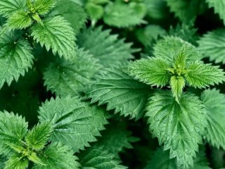 Експерт озвучила корисні властивості кропиви для здоров'я