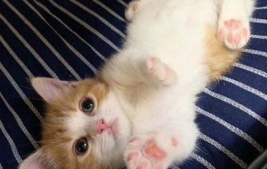 Котенок, спящий на спине, стал звездой Сети (ФОТО)