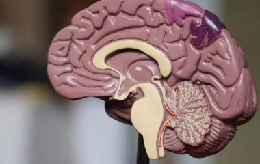 Вчені виявили користь антибіотиків у боротьбі зі старечим недоумством