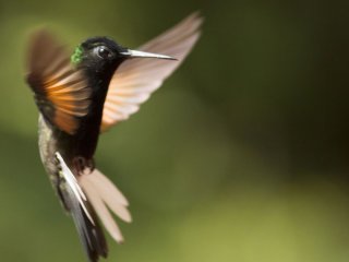 Колібрі обожнюють