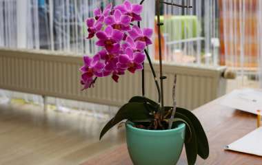 7 важных моментов, на которые следует обратить внимание при выборе орхидеи для дома