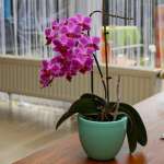 7 важных моментов, на которые следует обратить внимание при выборе орхидеи для дома