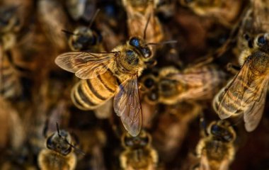 Фітотерапевт назвав незвичайний продукт, який допоможе зміцнити імунітет