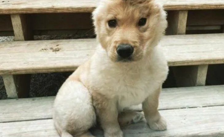 Мережу підкорив пес із дивацьким “рогом”