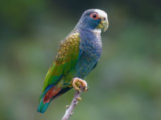 Танцующий попугай стал звездой YouTube (ВИДЕО)