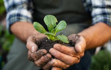 Як виростити врожай без хімії