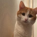 Реакция котика на возвращение хозяина с работы попала на видео