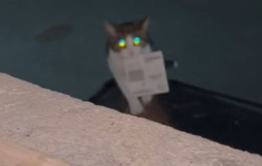 Кіт приніс додому виграшний лотерейний білет: 