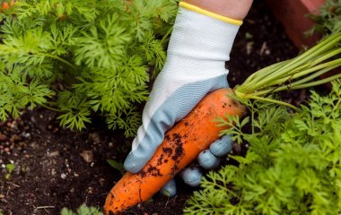 Які овочі садити у квітні: 7 культур для швидкого врожаю